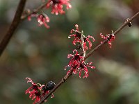 Hamamelis Birgit 2016 01 23 9018